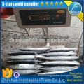 Frigate Tuna factory price, longline fishing Tuna, Japanese Soda fish whole round